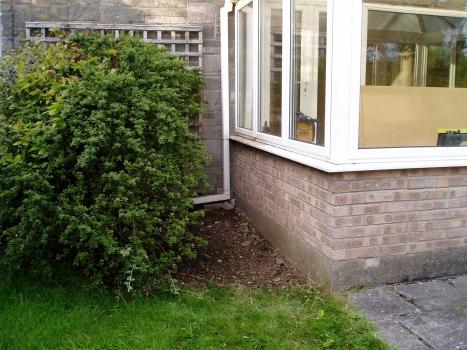 Poor ceanothus ! 