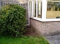 Poor ceanothus ! 