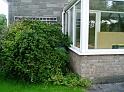 The ceanothus was a bit close to the conservatory