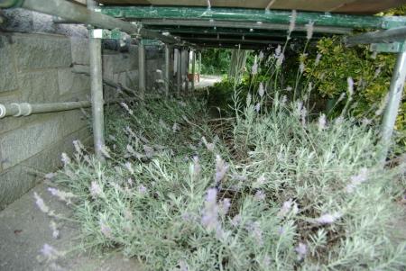 The lavender's still there, at any rate