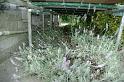 The lavender's still there, at any rate
